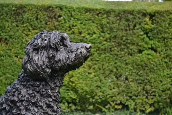 Life-Size Seated Labradoodle Bronze Sculpture